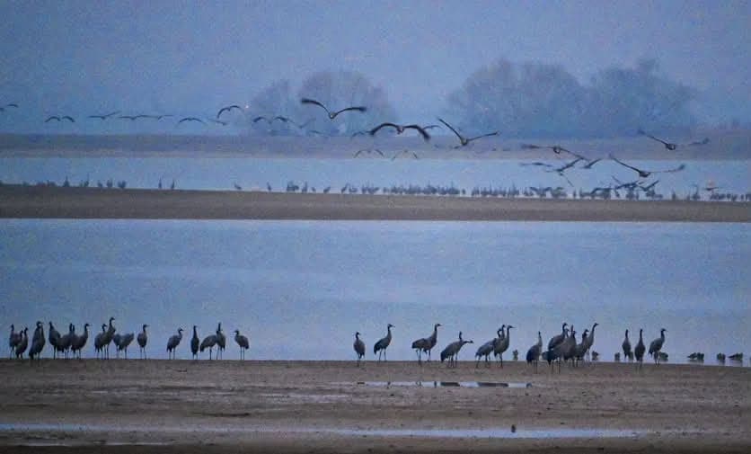 Vol de grues cendrées au-dessus du lac